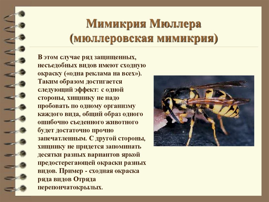 Мимикрия Мюллера (мюллеровская мимикрия)