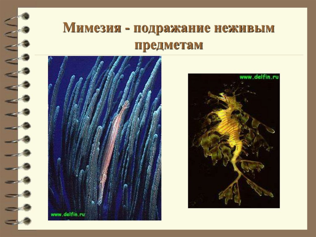 Мимезия - подражание неживым предметам