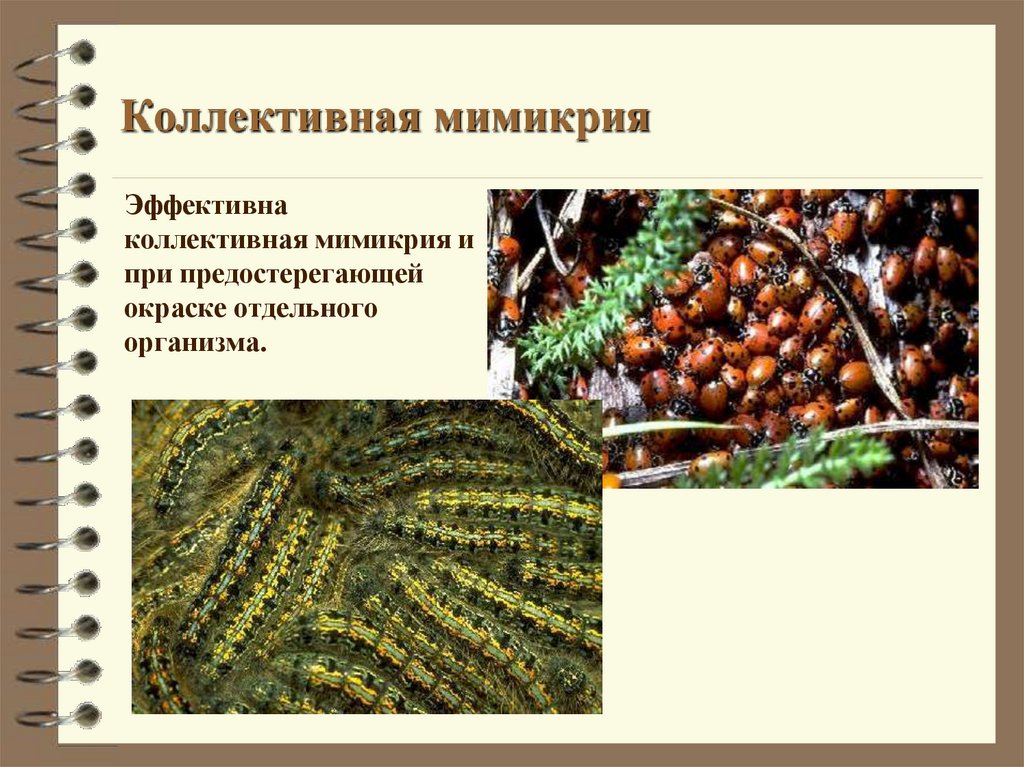 Коллективная мимикрия