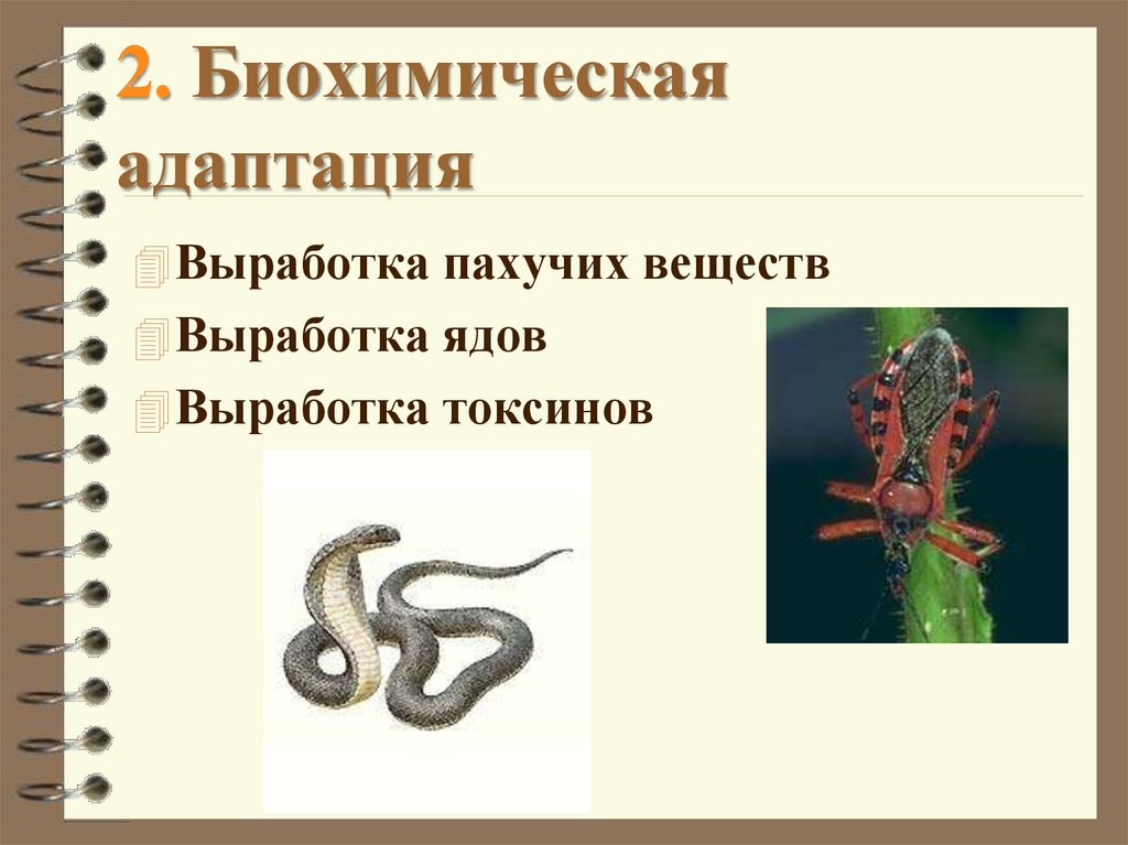 2. Биохимическая адаптация