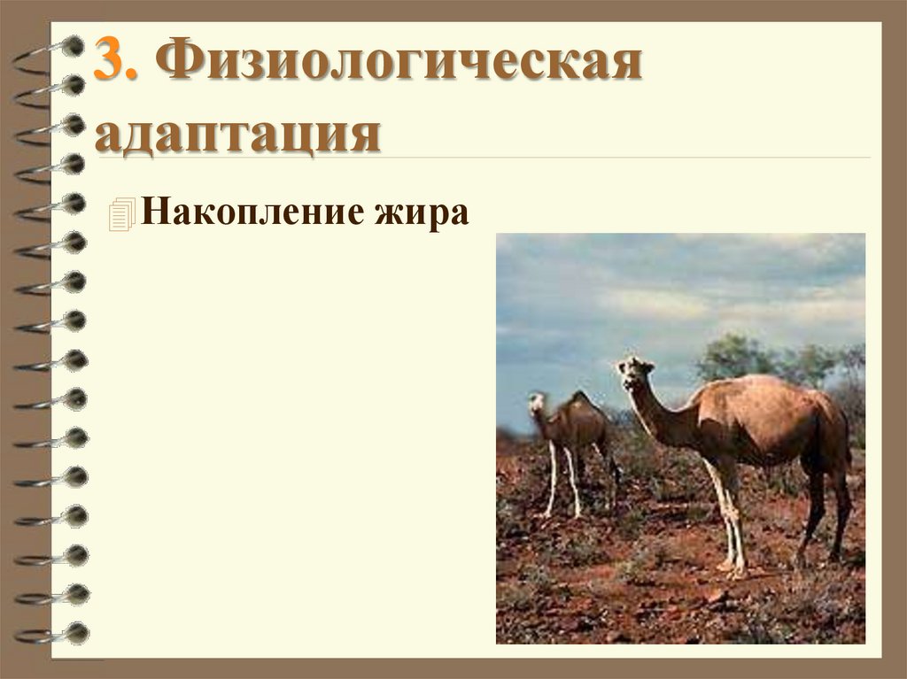 3. Физиологическая адаптация