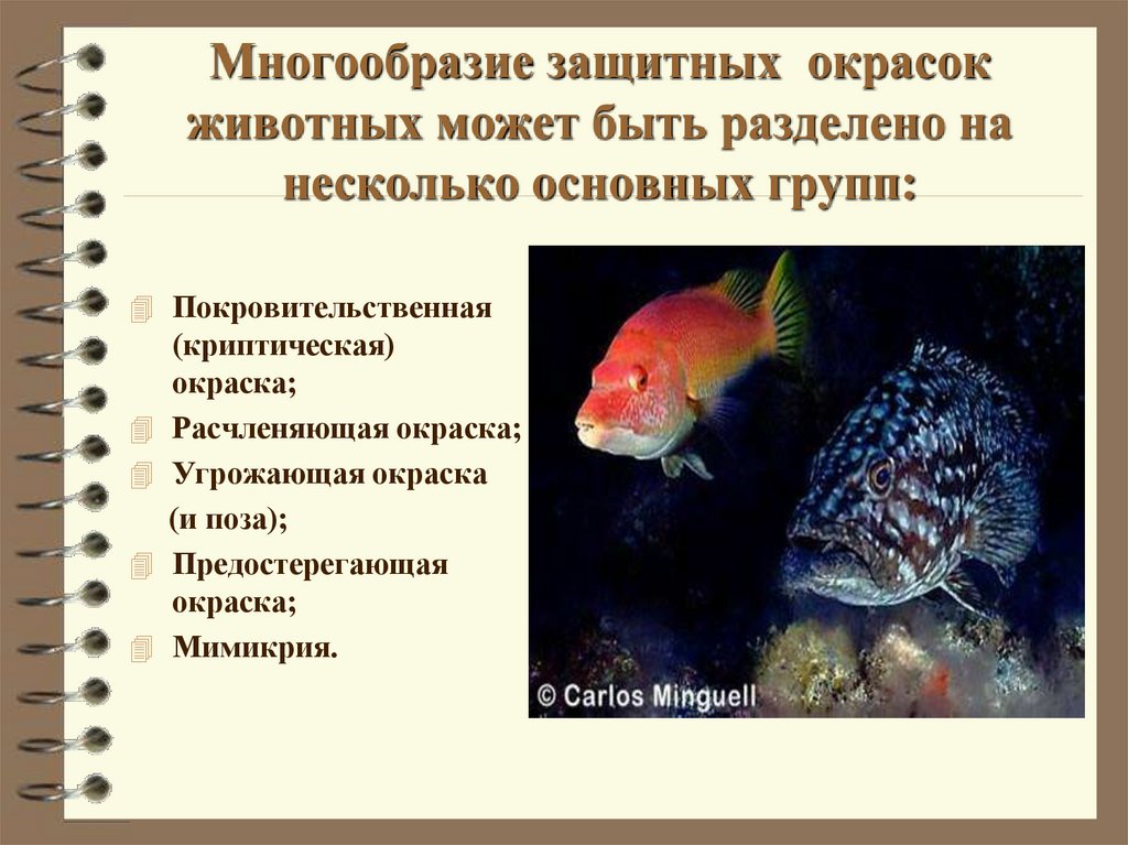 Многообразие защитных окрасок животных может быть разделено на несколько основных групп: