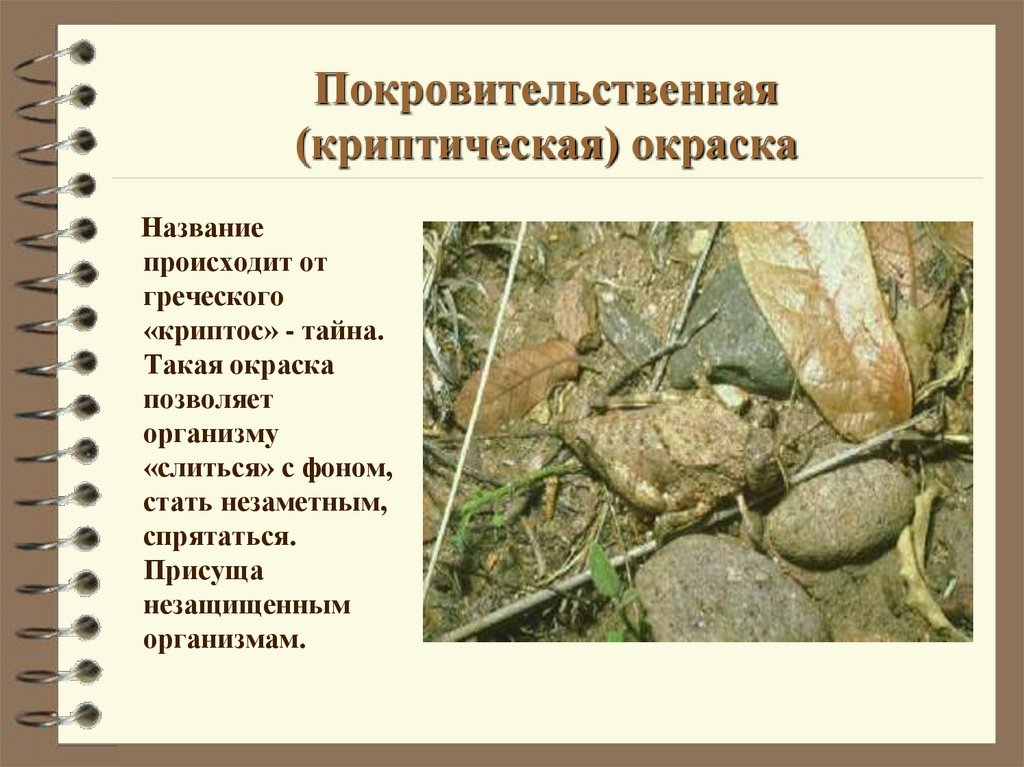 Покровительственная (криптическая) окраска