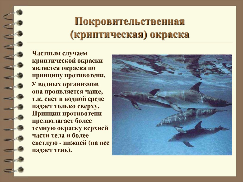 Покровительственная (криптическая) окраска