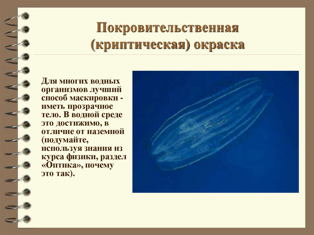 Покровительственная (криптическая) окраска