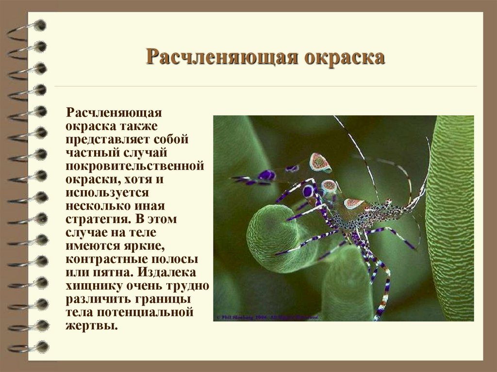 Расчленяющая окраска