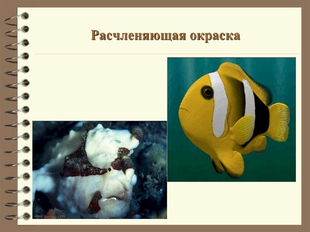 Расчленяющая окраска