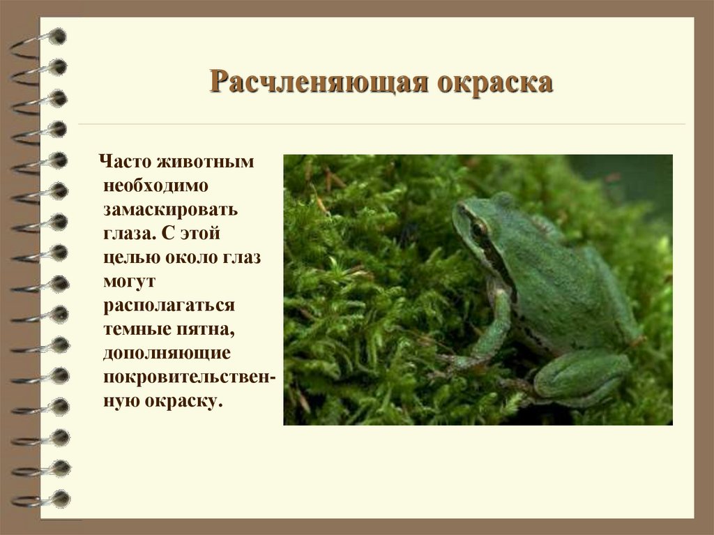 Расчленяющая окраска