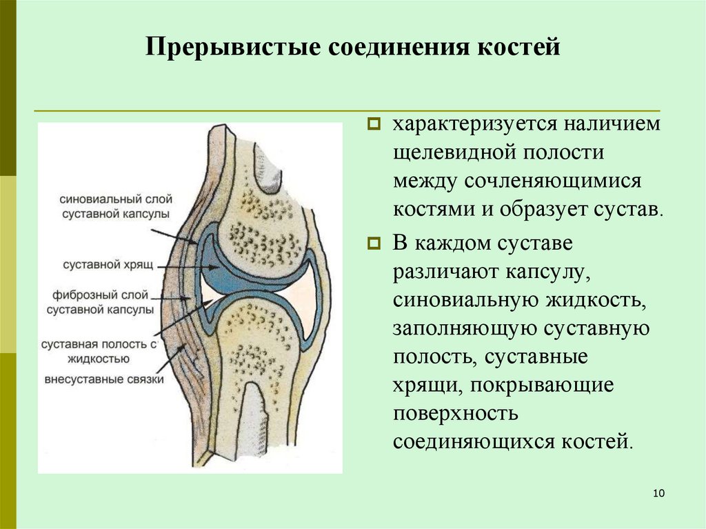 Прерывистые соединения костей