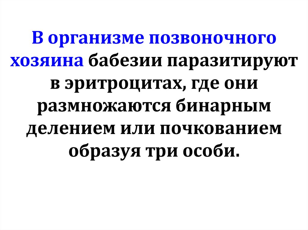 В организме позвоночного хозяина бабезии паразитируют в эритроцитах, где они размножаются бинарным делением или почкованием
