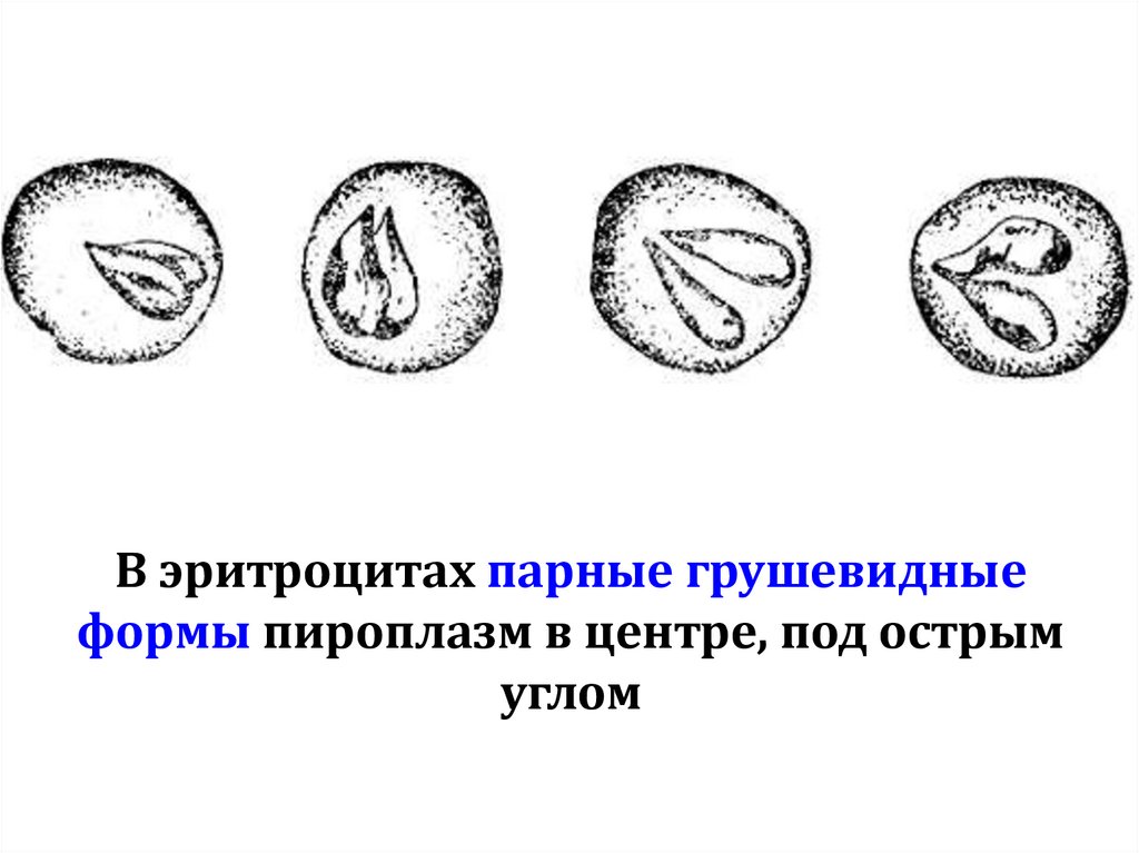 В эритроцитах парные грушевидные формы пироплазм в центре, под острым углом
