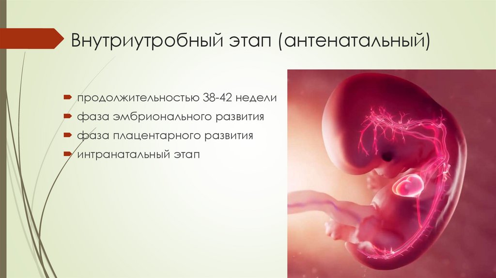 Внутриутробный этап (антенатальный)