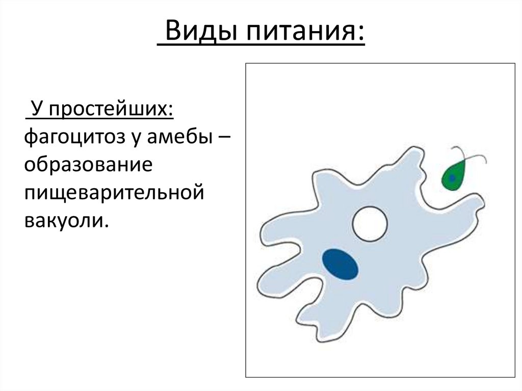 Виды питания: