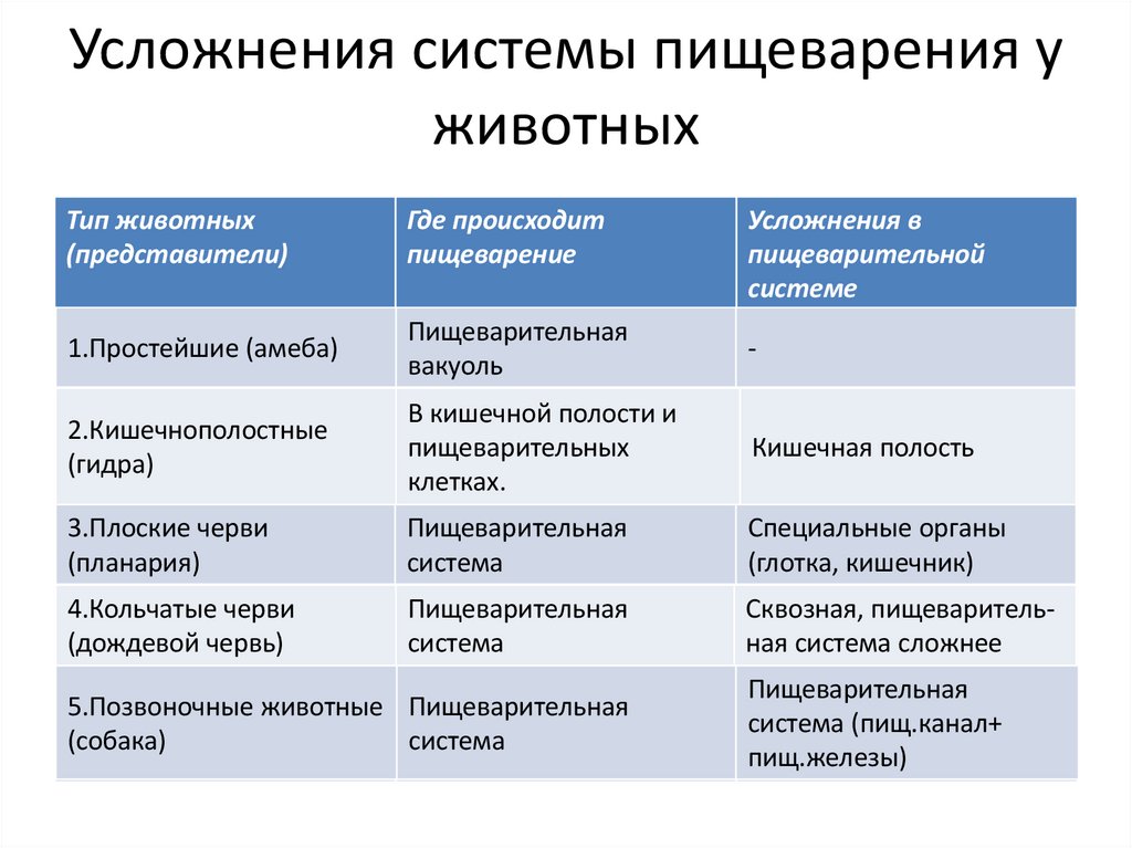 Усложнения системы пищеварения у животных