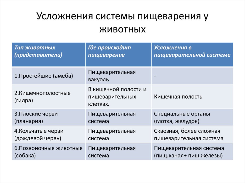 Усложнения системы пищеварения у животных