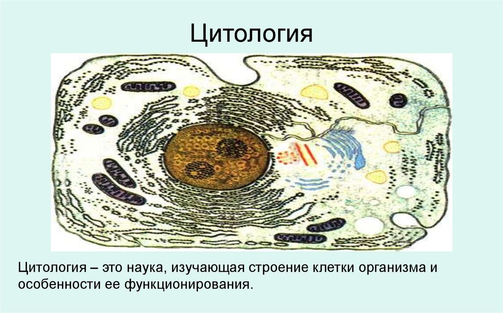 Цитология