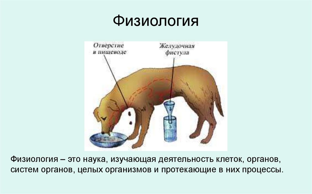 Физиология