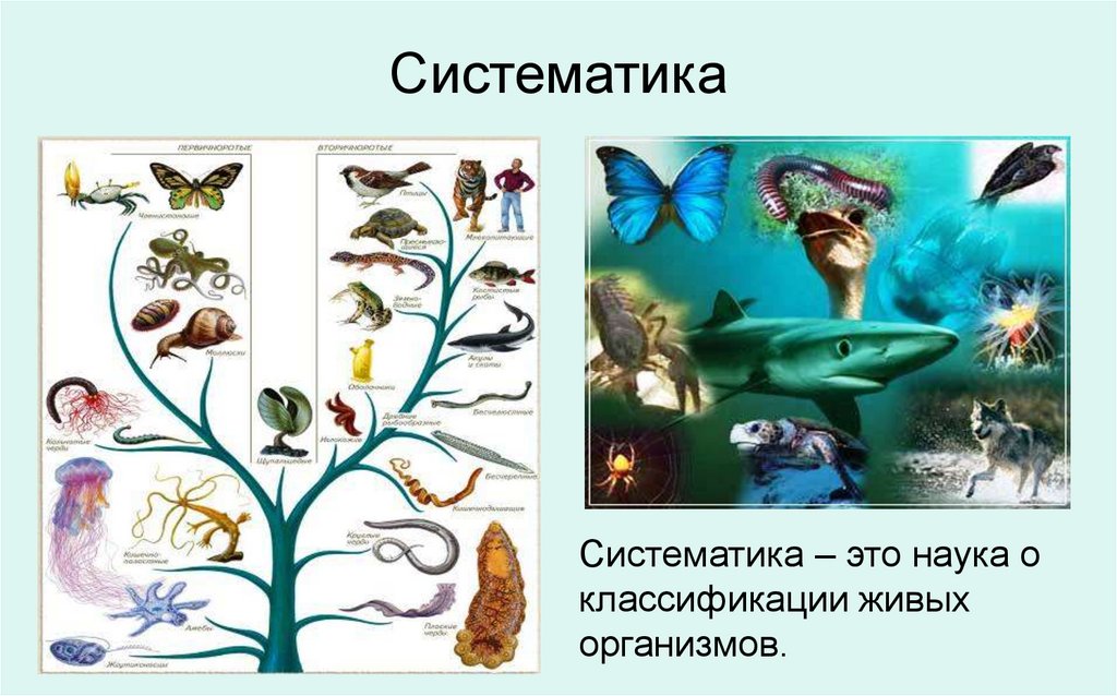 Систематика