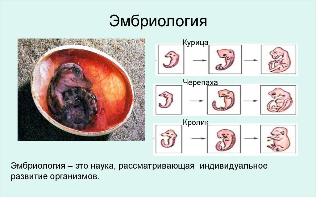 Эмбриология