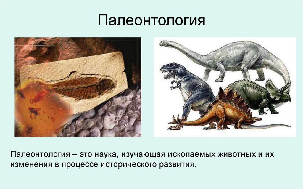 Палеонтология