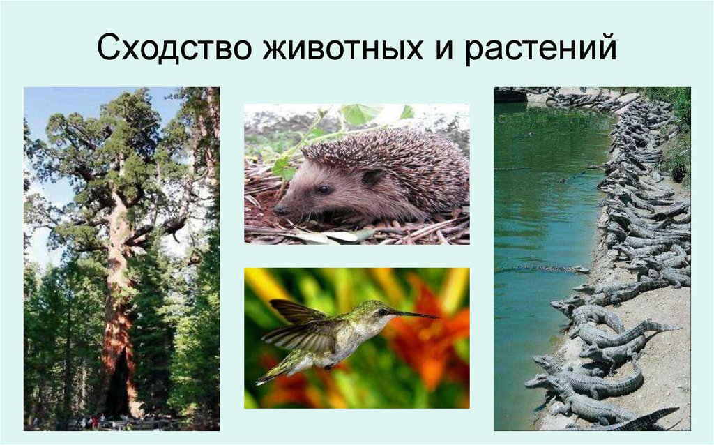 Сходство животных и растений