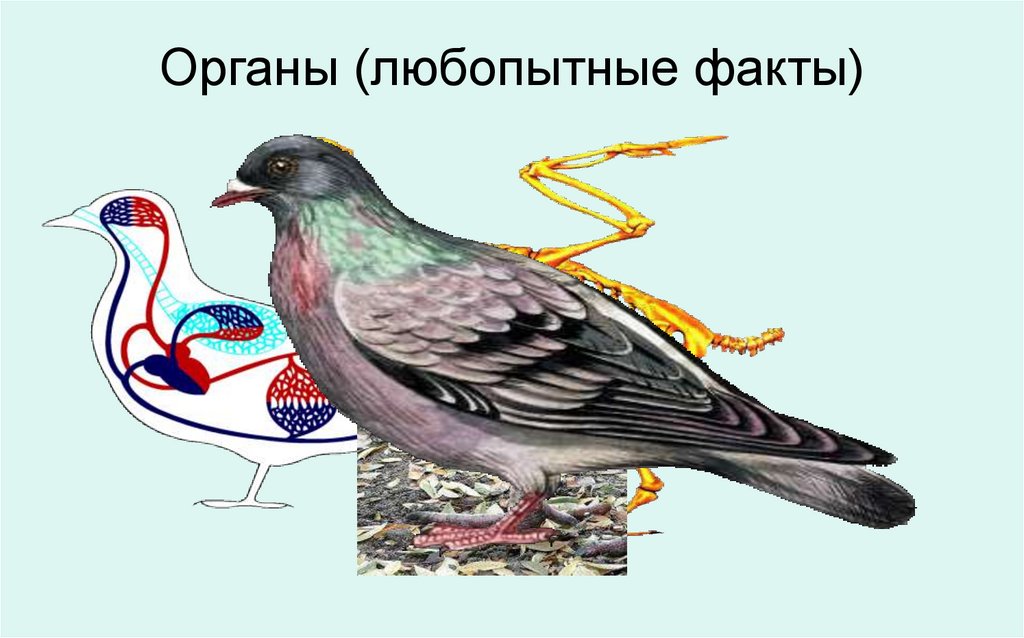 Органы (любопытные факты)