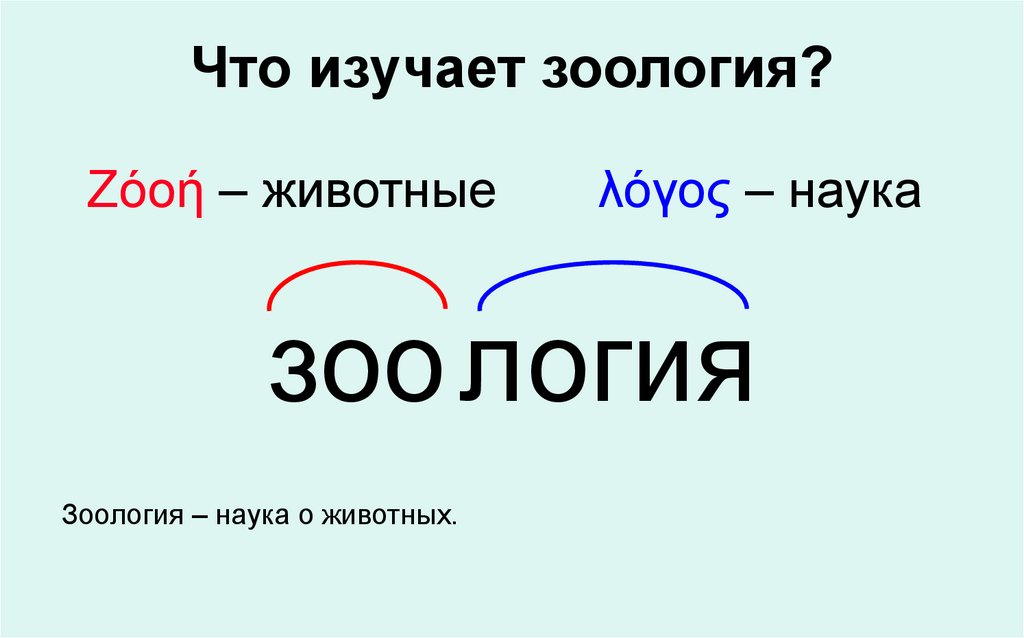 Что изучает зоология?