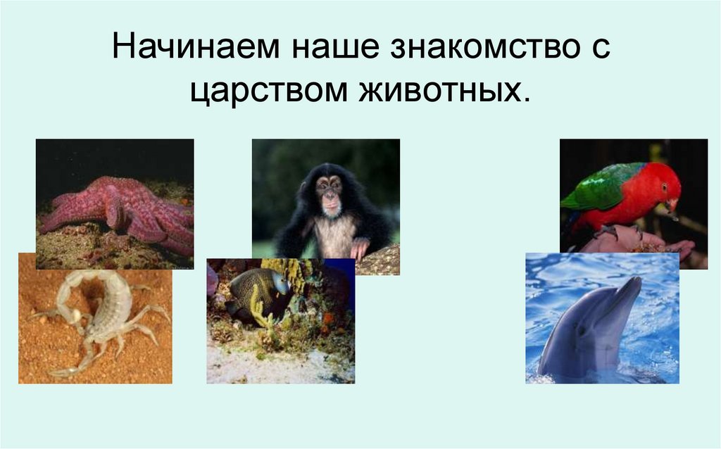 Начинаем наше знакомство с царством животных.