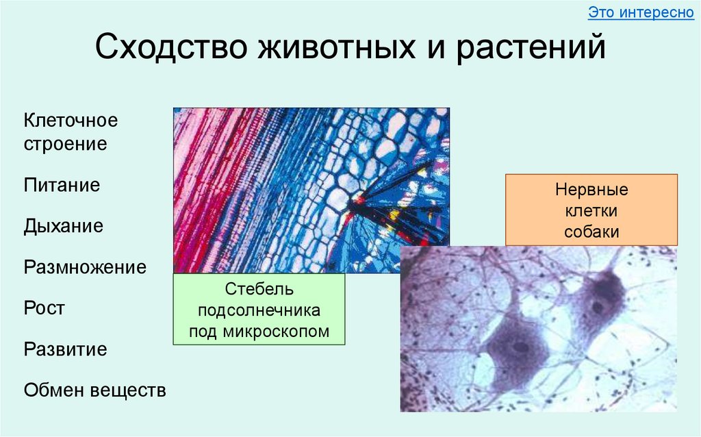 Сходство животных и растений