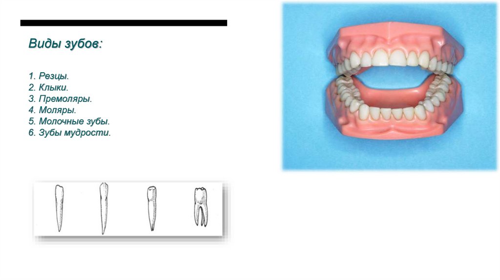 Виды зубов: