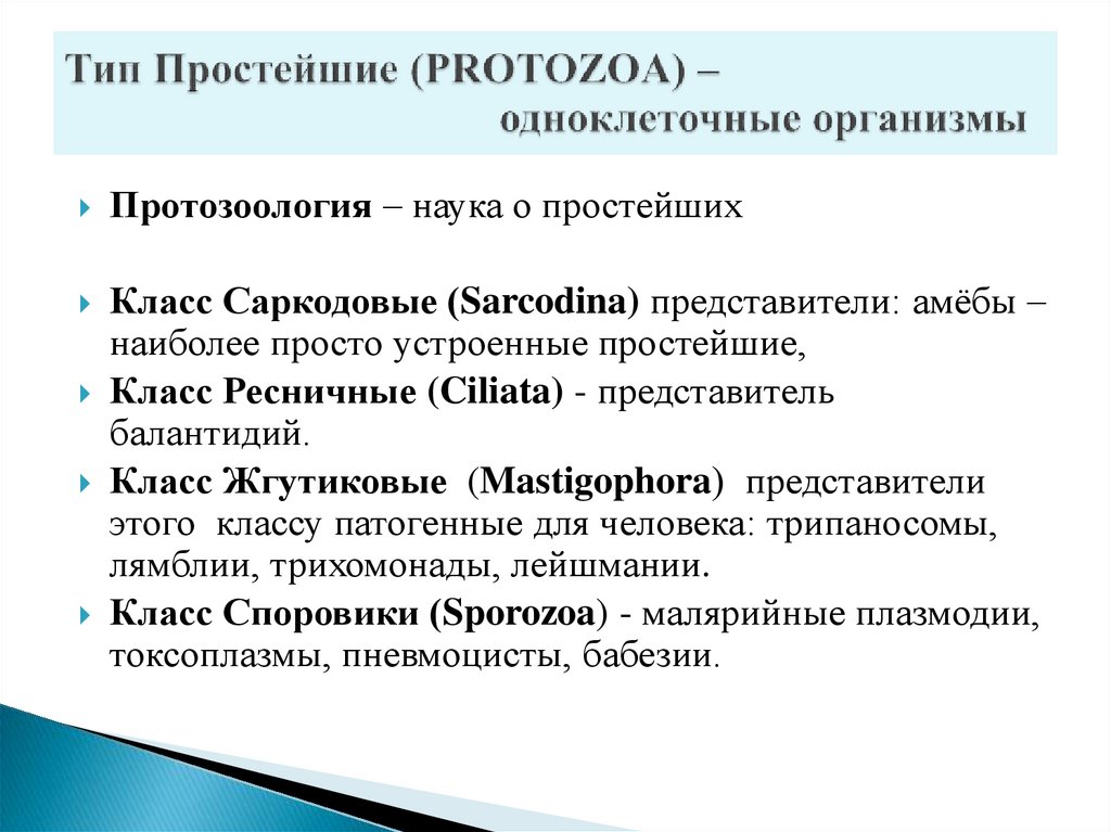 Тип Простейшие (PROTOZOA) – одноклеточные организмы