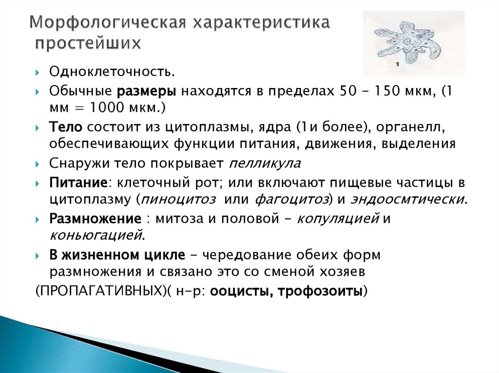 Морфологическая характеристика простейших