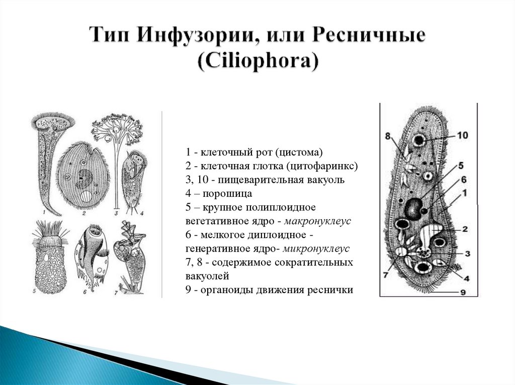 Тип Инфузории, или Ресничные (Ciliophora)