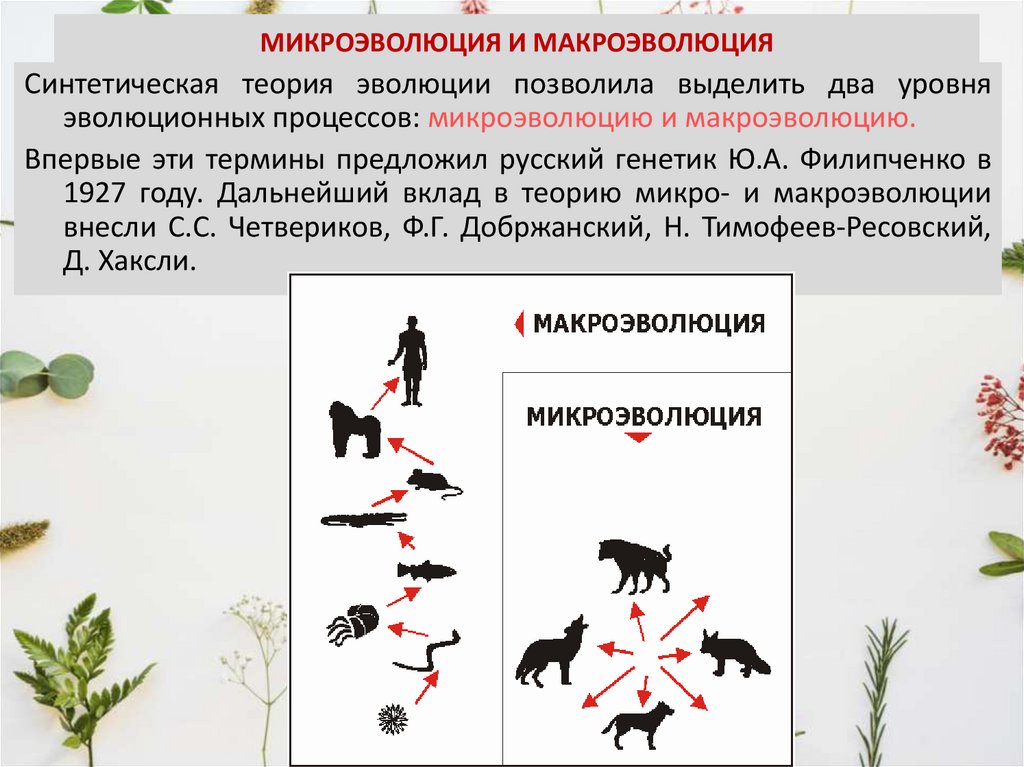 МИКРОЭВОЛЮЦИЯ И МАКРОЭВОЛЮЦИЯ