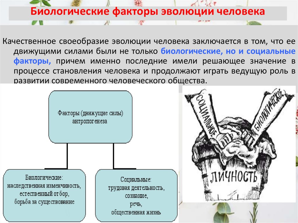 Биологические факторы эволюции человека