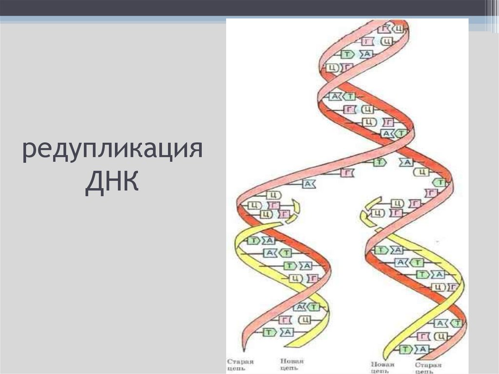 редупликация ДНК