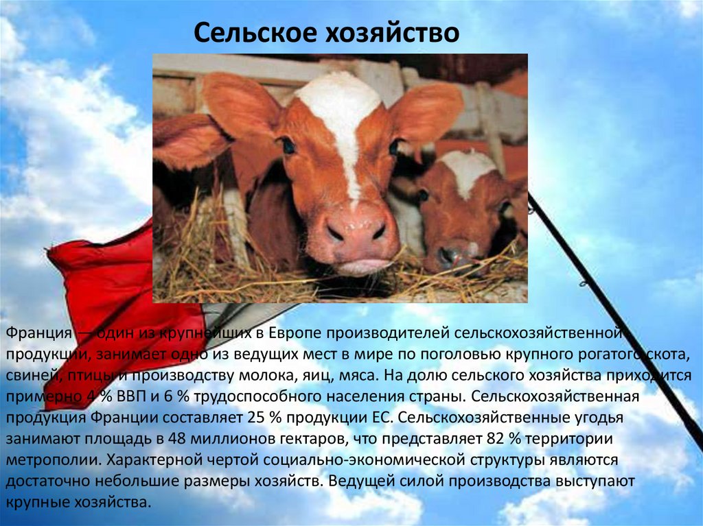 Сельское хозяйство