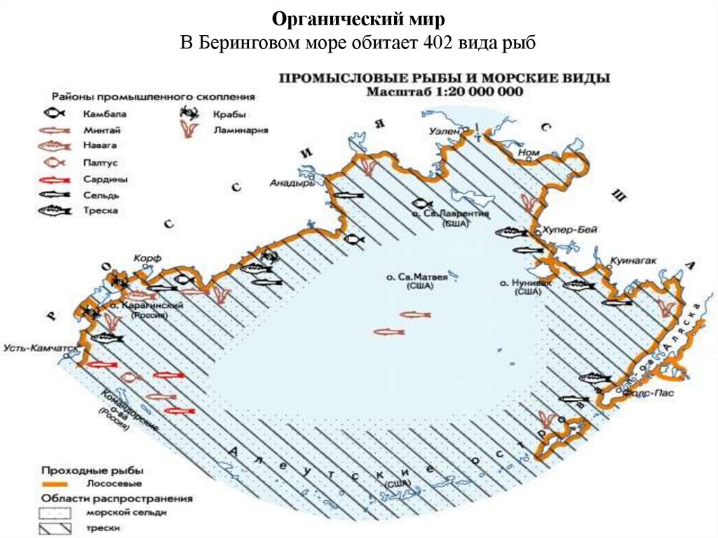 Органический мир В Беринговом море обитает 402 вида рыб