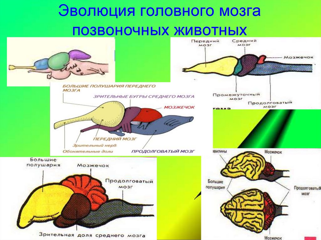 Эволюция головного мозга позвоночных животных