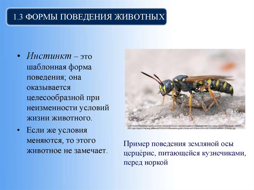 1.3 Формы поведения животных