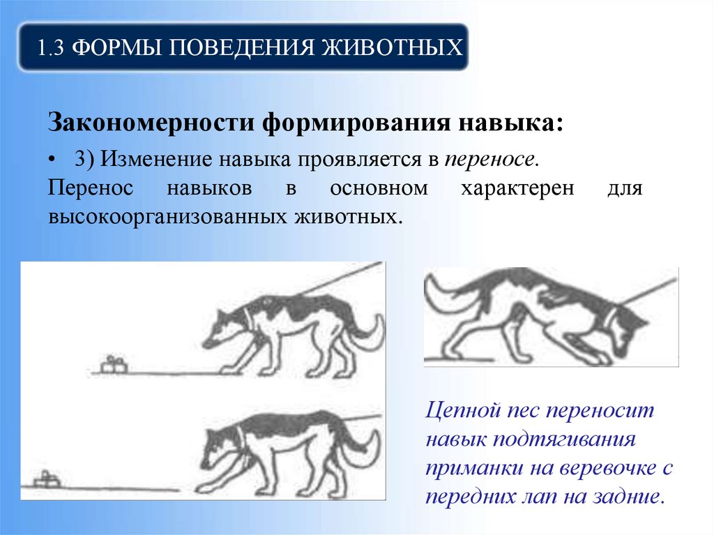 1.3 Формы поведения животных