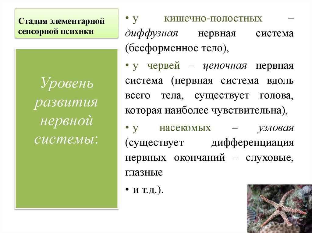 Стадия элементарной сенсорной психики