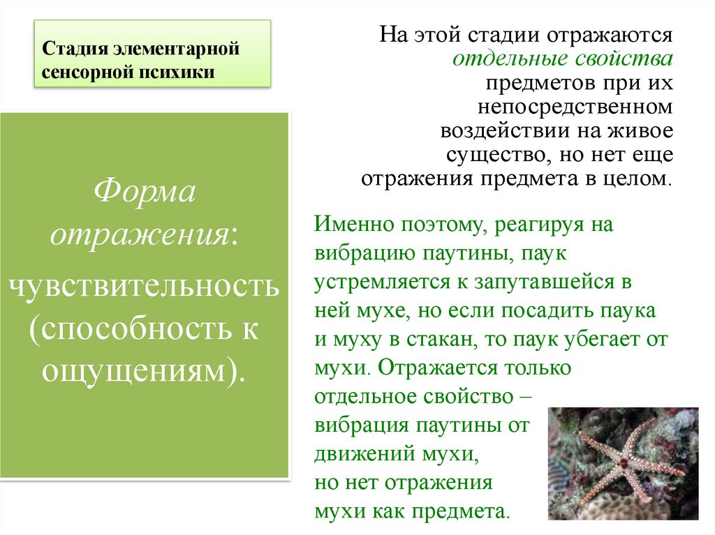 Стадия элементарной сенсорной психики