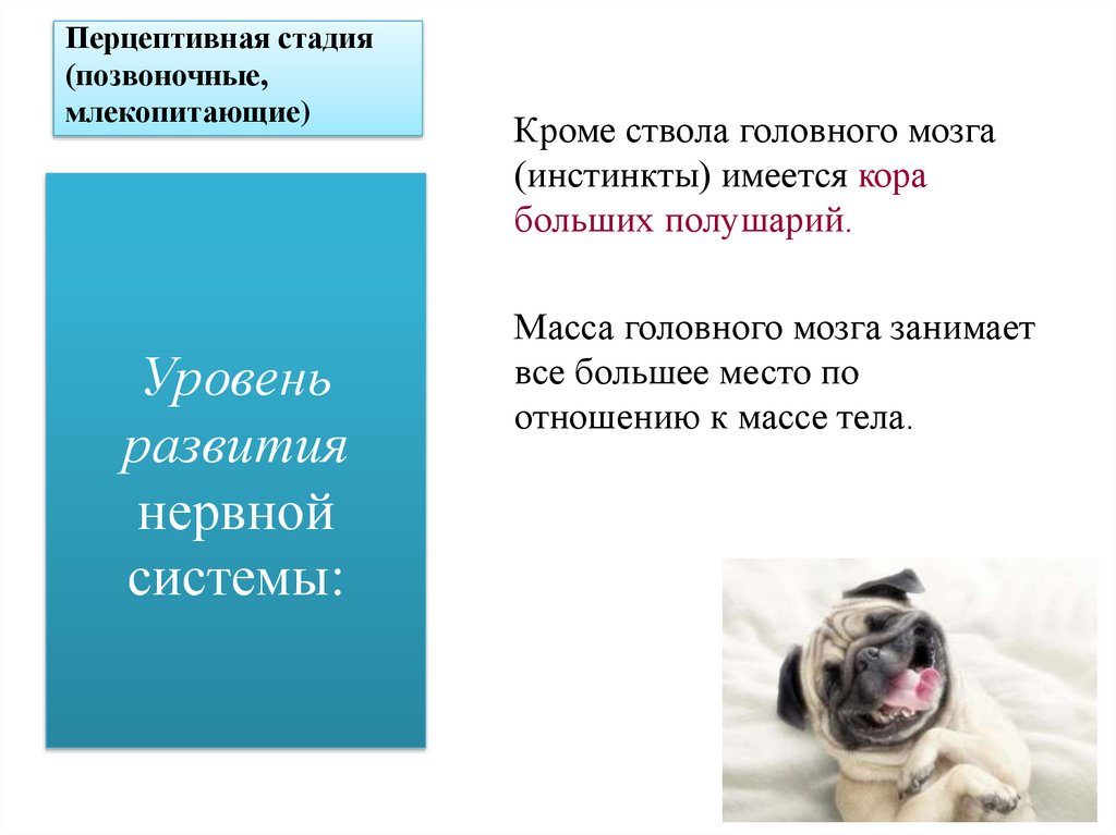 Перцептивная стадия (позвоночные, млекопитающие)