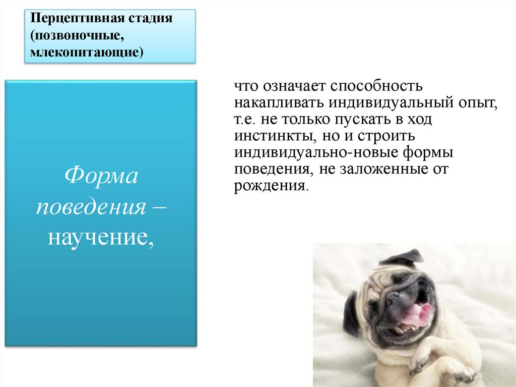 Перцептивная стадия (позвоночные, млекопитающие)