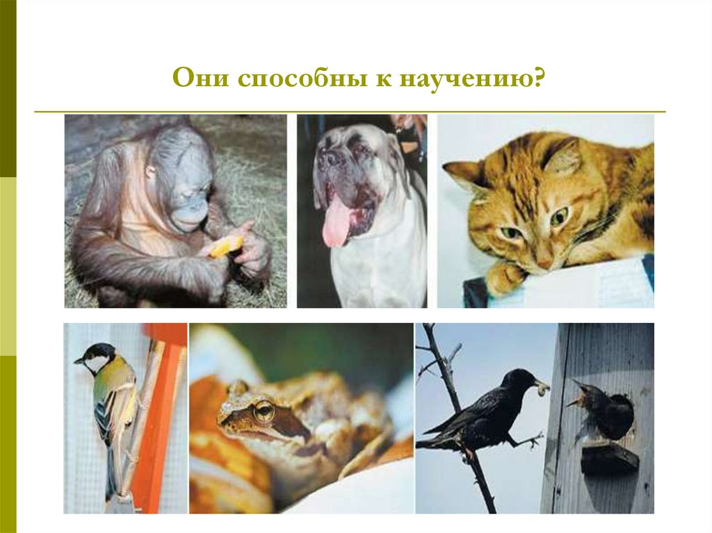 Они способны к научению?