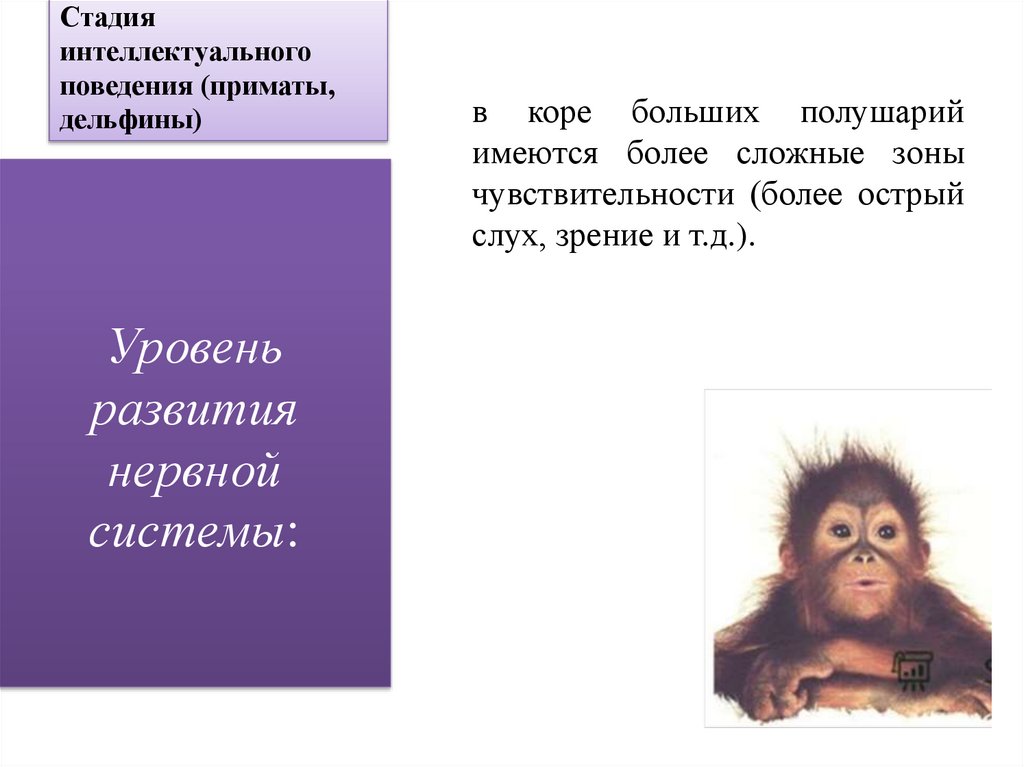 Стадия интеллектуального поведения (приматы, дельфины)