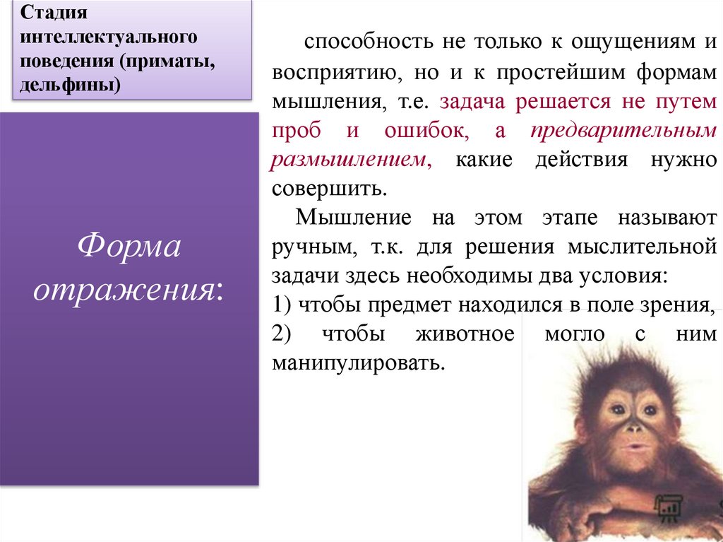Стадия интеллектуального поведения (приматы, дельфины)