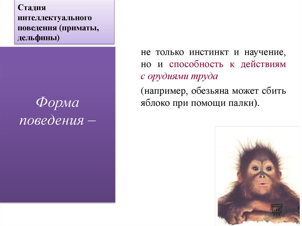 Стадия интеллектуального поведения (приматы, дельфины)