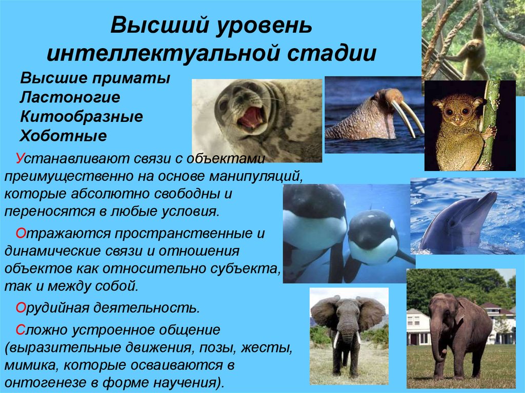 Высший уровень интеллектуальной стадии